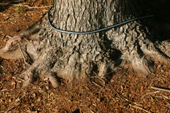 normal root flare